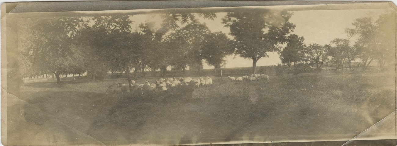 view of farm field with sheep